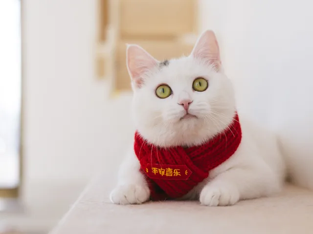 喳喳的第 1 张照片
