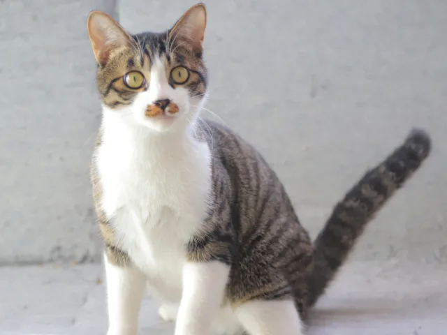 起司的第 1 张照片