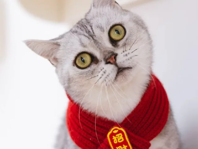 柚子的第 1 张照片