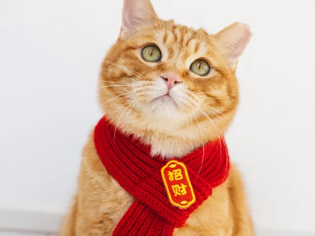 傻丢的第 1 张照片